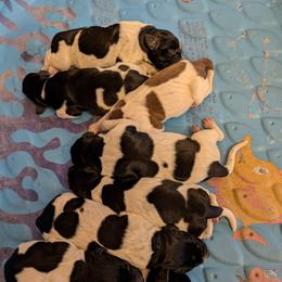 Boy 1 - Black and white male German Shorthaired Pointer puppy in Appleton, Wisconsin from Kay Quaintance's German Shorthaired Pointers
