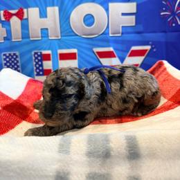 Cabo Verde - Merle male Goldendoodle puppy in Houston, Texas from Were The Mack'Doodles