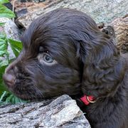 Boy 7 - Boykin Spaniel puppy in Madison, Wisconsin from Pyro Pups Kennel