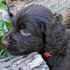 Boy 7 - Boykin Spaniel puppy in Madison, Wisconsin from Pyro Pups Kennel