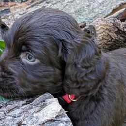 Boy 7 - Boykin Spaniel puppy in Madison, Wisconsin from Pyro Pups Kennel