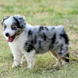 Wyatt - Blue merle male Toy Australian Shepherd puppy in Wichita Falls, Texas from Shooting Stars Ranch Toy and Mini Aussies