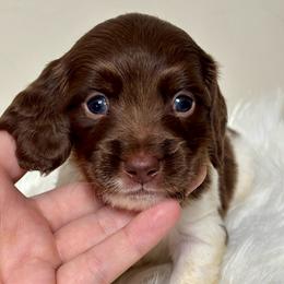 Nala X Marley AKC - Piebald male Dachshund puppy in Delano, Tennessee from Olive Branch Acres