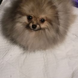 Keeshond and Pomeranian Puppies from Vivid Keeshond and poms