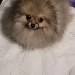 Keeshond and Pomeranian Puppies from Vivid Keeshond and poms