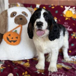 Lev - Black white and tan male English Springer Spaniel puppy in Cookeville, Tennessee from Krossroads Kennel
