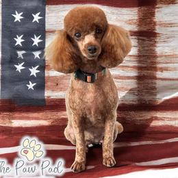Empress - Poodle