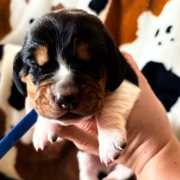 Blue Male - Black brown and white Basset Hound puppy in Seminole, Texas from Savage Sisters Basset Hounds