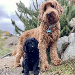 Australian Labradoodle Puppies from Starlight Ridge Australian Labradoodles