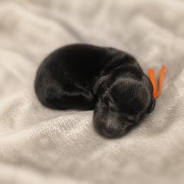 Eclipse - male Dachshund puppy in Lubbock, Texas from Wagging Tails