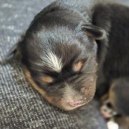 Vegeta - Black tri male Miniature Australian Shepherd puppy in Arlington, Texas from CopperHead Aussies