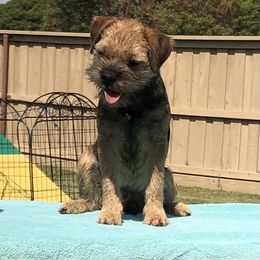 Border Terrier All Grown Up from Hardtack