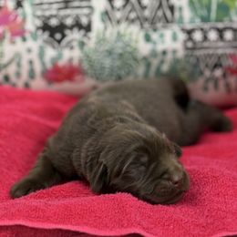 Teddy - Brown male Newfoundland puppy in Brandenburg, Kentucky from Bluegrass River Newfoundlands