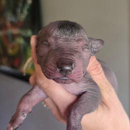 Boy 2 - Black male Xoloitzcuintli puppy in Ethridge, Tennessee from Royalty Reigns Xolos