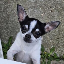 PAPI - Chihuahua