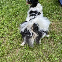 Papillon All Grown Up from DejaVu Papillons