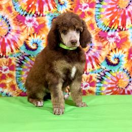 Green Collar - Brown male Poodle puppy in Houma, Louisiana from Smart Azz Poodles