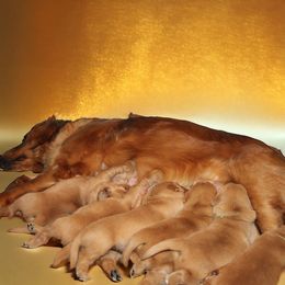 Golden Retriever Puppies from Studley Hill Goldens, LLC.