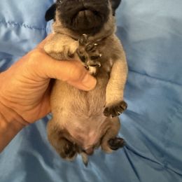 Carrie - Fawn female Pug puppy in Moorefield, West Virginia from Wratchford Farms