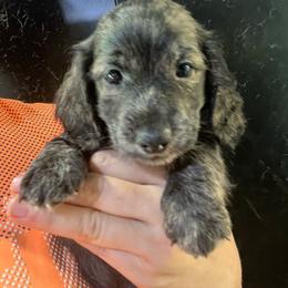 Brussel Sprout - Cream male Dachshund puppy in Bigfork, Minnesota from Dachshunds Up North