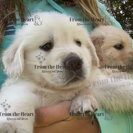 Dachshund and Golden Retriever Puppies from From the Heart Retrievers and Doxies