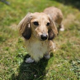Zeus - Dachshund