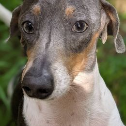 Dachshunds from Wiggle Waggle Weens
