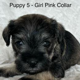 Puppy 6 - Black and silver female Miniature Schnauzer puppy in Ankeny, Iowa from Maple’s Cockapoo's and Libby's Schnauzer Puppies