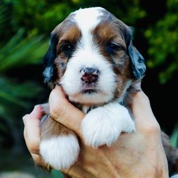 Girl 1 - female Bernedoodle puppy in Palm Desert, California from Palm Canyon Bernedoodles