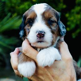 Girl 1 - female Bernedoodle puppy in Palm Desert, California from Palm Canyon Bernedoodles