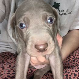 Weimaraner Puppies from Palmetto State Weimaraners