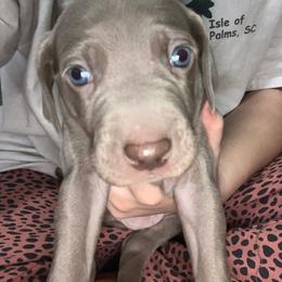 Weimaraner Puppies from Palmetto State Weimaraners