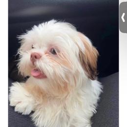 Mell - Shih Tzu