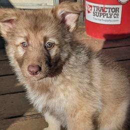 Zion - Liver male German Shepherd puppy in Olean, New York from F&B Kennels