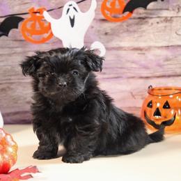 Rocky - Black male Mi-Ki puppy in Wales, Wisconsin from Phantastic Mi-kis