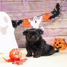 Rocky - Black male Mi-Ki puppy in Wales, Wisconsin from Phantastic Mi-kis