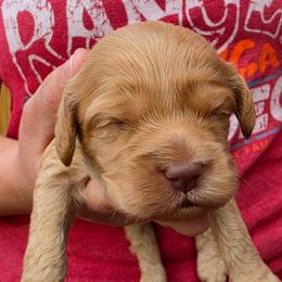 Plaidley - Red female Cockapoo puppy in Indiahoma, Oklahoma from Phamily Doodles