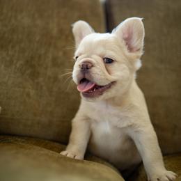 French Bulldog Puppies from Christine's French Bulldogs