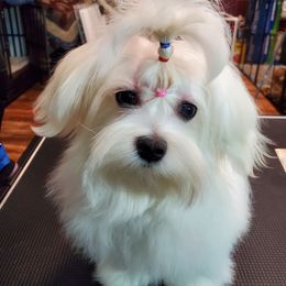 Maltese, Maltipoo, and Morkie All Grown Up from The Aristocratic Puppy Patch