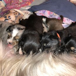 Miniature Australian Shepherd Puppies from Ace’s Mini Aussies