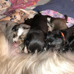 Miniature Australian Shepherd Puppies from Ace’s Mini Aussies