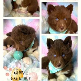 Grove - Red and white male Siberian Husky puppy in Florence, Kentucky from Moonlight Howl Huskies