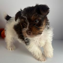 Boy - Chocolate, tan and white male Yorkshire Terrier puppy in Dahalonega, Georgia from C. D. K