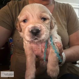 Chile (Little Latins Litter) - Golden male Golden Retriever puppy in Argyle, Texas from Skarlotte Goldens, LLC