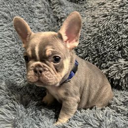 French Bulldogs from Fancy Frenchies