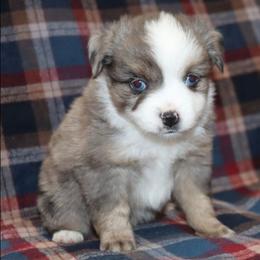 Small Toy Blue Merle Male - Blue merle male Toy Australian Shepherd puppy in Leighton, Alabama from Isbell Land & Livestock, LLC