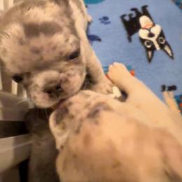 Chocolate Chip - Blue fawn male French Bulldog puppy in Goshen, Ohio from Washburns bostons