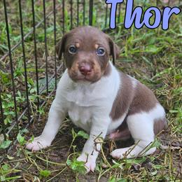 Thor - White, chocolate and tan male Rat Terrier puppy in Lynn, Alabama from Cryptic Rat Terriers