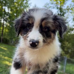 Marsh - Red merle male Australian Shepherd puppy in Anniston, Alabama from All Hale Aussies