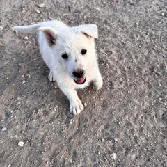 Girl 1 - White female German Shepherd puppy in Pahrump, Nevada from Baca's German Shepherds